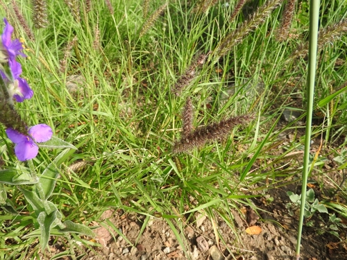 Cenchrus ciliaris iNat (2)