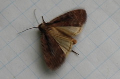 Eueretagrotis sigmoides