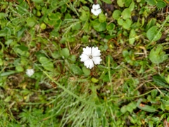 Heliosperma