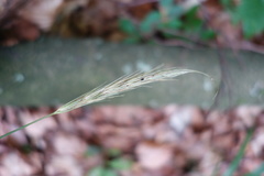 Hordelymus europaeus