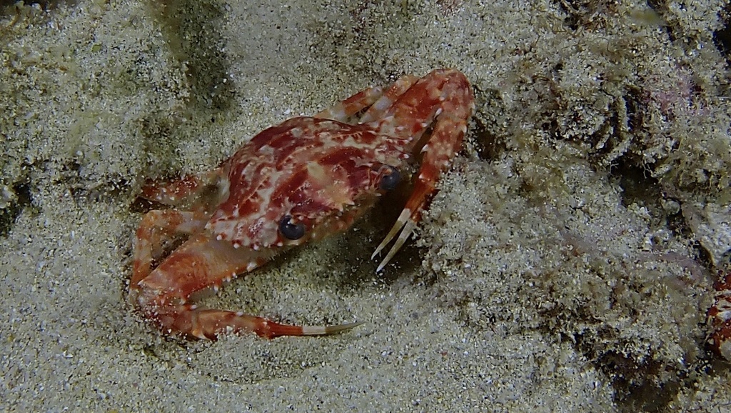 Five-toothed Swimming Crab