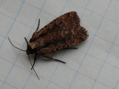 Eueretagrotis sigmoides