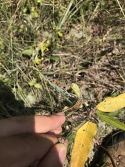 Asclepias viridiflora