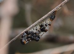 Periclystus circuiter