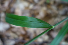 Hordelymus europaeus