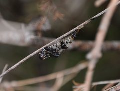 Periclystus circuiter