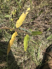 Asclepias viridiflora