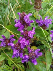 Prunella grandiflora