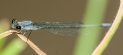 Pseudagrion salisburyense