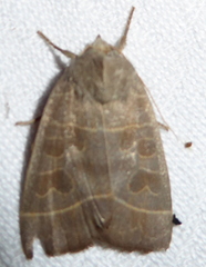 Ipimorpha pleonectusa