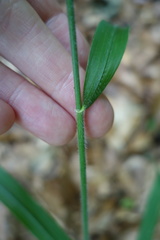 Hordelymus europaeus