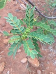 Senna auriculata