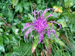 Centaurea montana