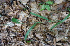 Hordelymus europaeus