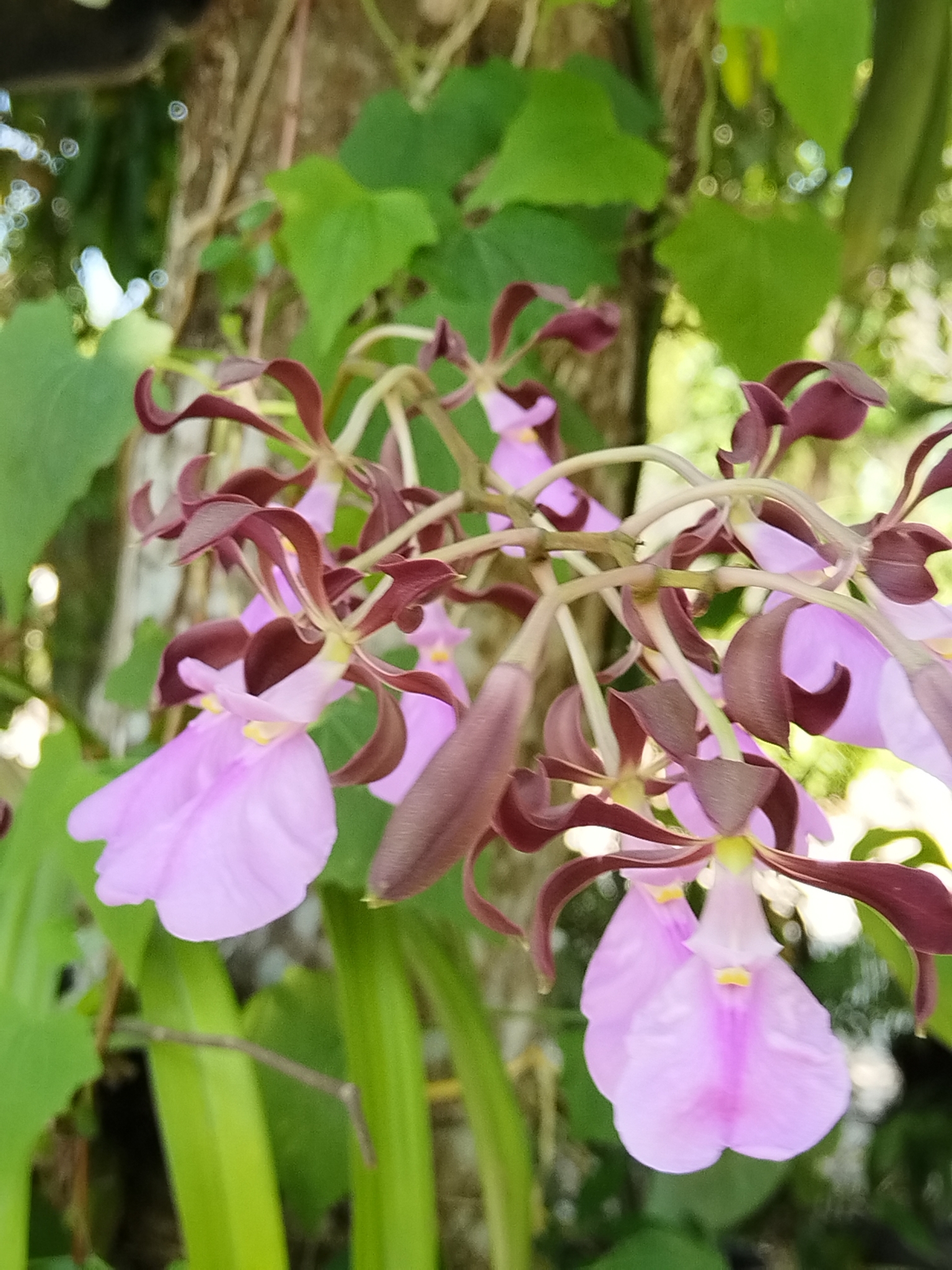 Imagem de Orquídea coração