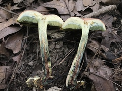 Boletus miniatopallescens
