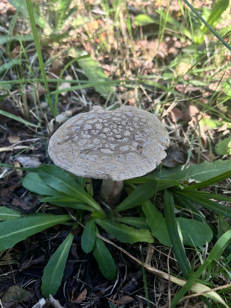 Amanita rubescens · March 2025 · photo: © sur_endemico (iNaturalist, cc-by-nc)