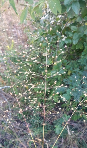 Famine Grass (Sporobolus panicoides)