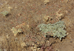 Eriogonum gracillimum