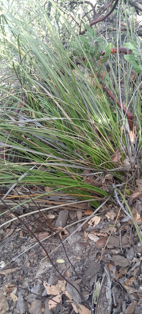 Nolina juncea, 99485 Zac., México