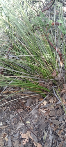 Nolina juncea