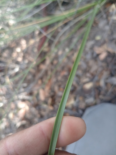 Nolina juncea