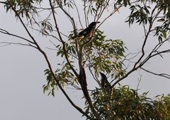 Strepera graculina graculina