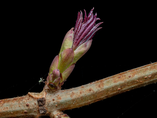 Raudonuogis šeivamedis nuotrauka