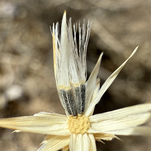 Image of Brickellia venosa by (c) Sue Carnahan, some rights reserved (CC BY)