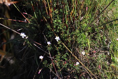 Oxalis multicaulis-recticaulis-versicolor