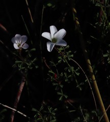 Oxalis multicaulis-recticaulis-versicolor