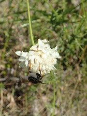 Trachusa interrupta