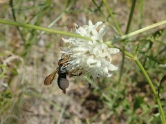 Trachusa interrupta