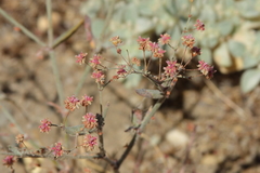 Eriogonum gracillimum