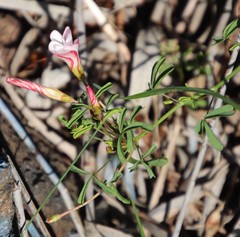 Oxalis multicaulis-recticaulis-versicolor