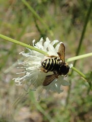 Trachusa interrupta