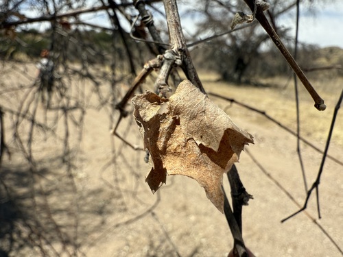 Foto de Uva-do-mato
