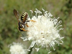 Trachusa interrupta