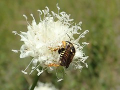 Trachusa interrupta