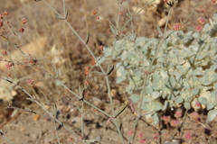 Eriogonum gracillimum