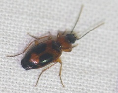 Badister neopulchellus