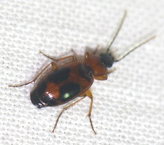 Badister neopulchellus