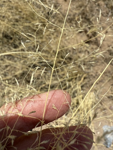 Image of Lehmann lovegrass by (c) Sue Carnahan, some rights reserved (CC BY)
