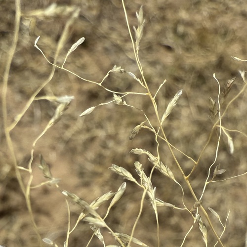 Image of Eragrostis lehmanniana by (c) Sue Carnahan, some rights reserved (CC BY)