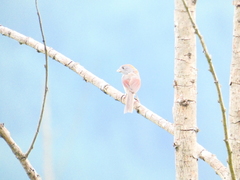 Sinosuthora alphonsiana