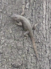 Sceloporus anahuacus