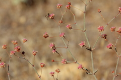 Eriogonum gracillimum