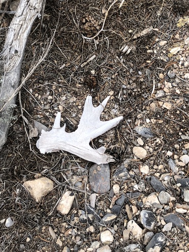 Mule Deer photographed in Nevada