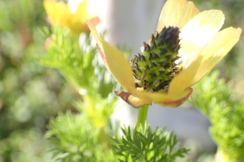 Image of Adonis microcarpa by (c) Jorge Íñiguez, some rights reserved (CC BY)