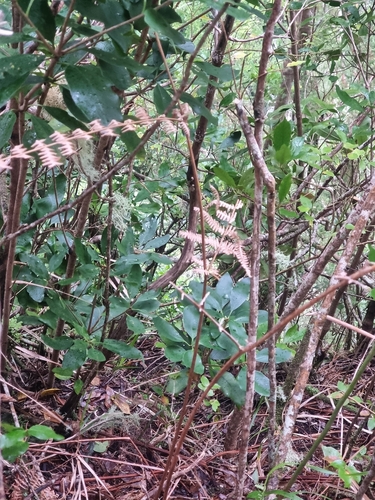 Thick-leaved Pittosporum (Pittosporum coriaceum)